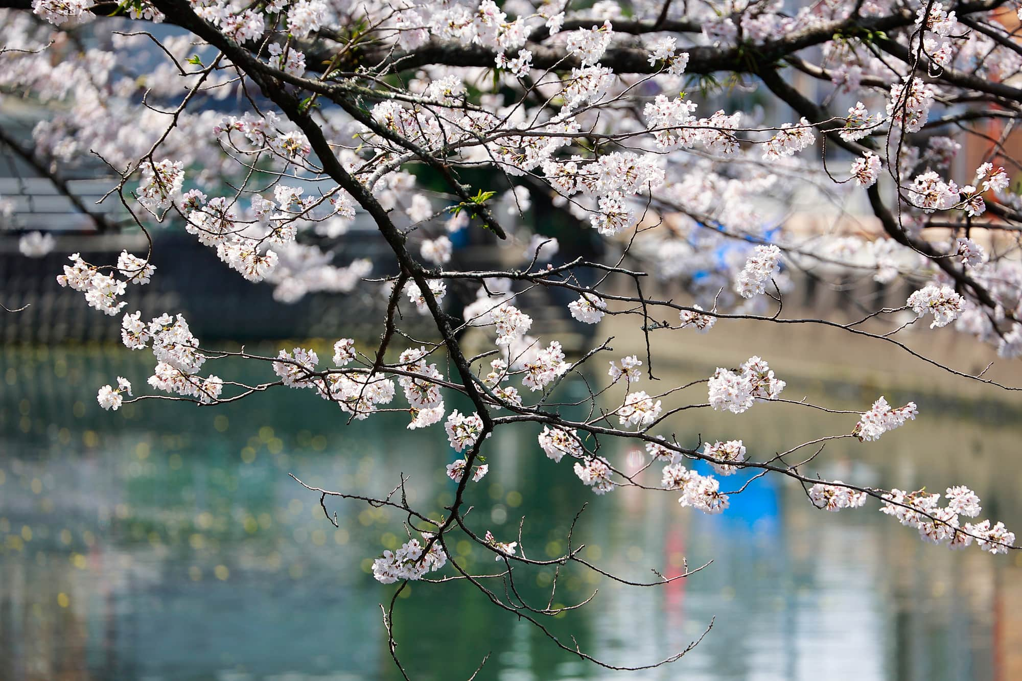 高知城のお堀と桜