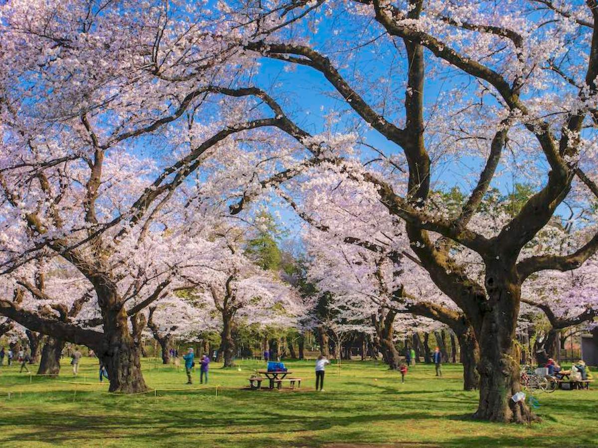 小金井の花 見立名所桜尽 | 山星書店 浮世絵 Yamaboshi-Shoten