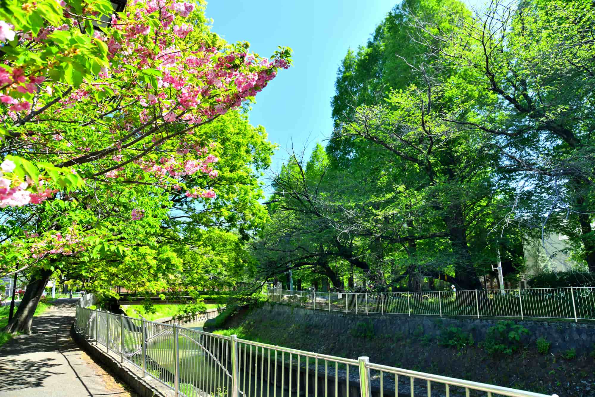 善福寺川緑地の夏