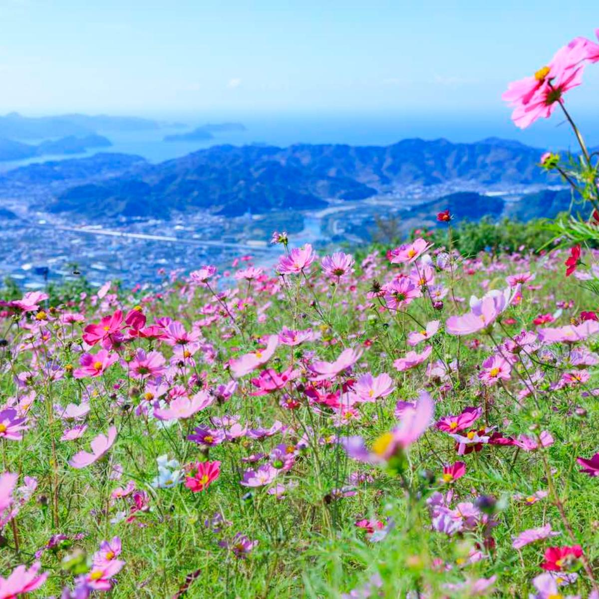 10-Washigamine-Cosmos-