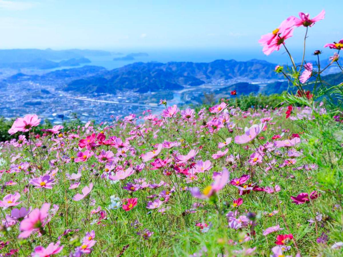 10-Washigamine-Cosmos-