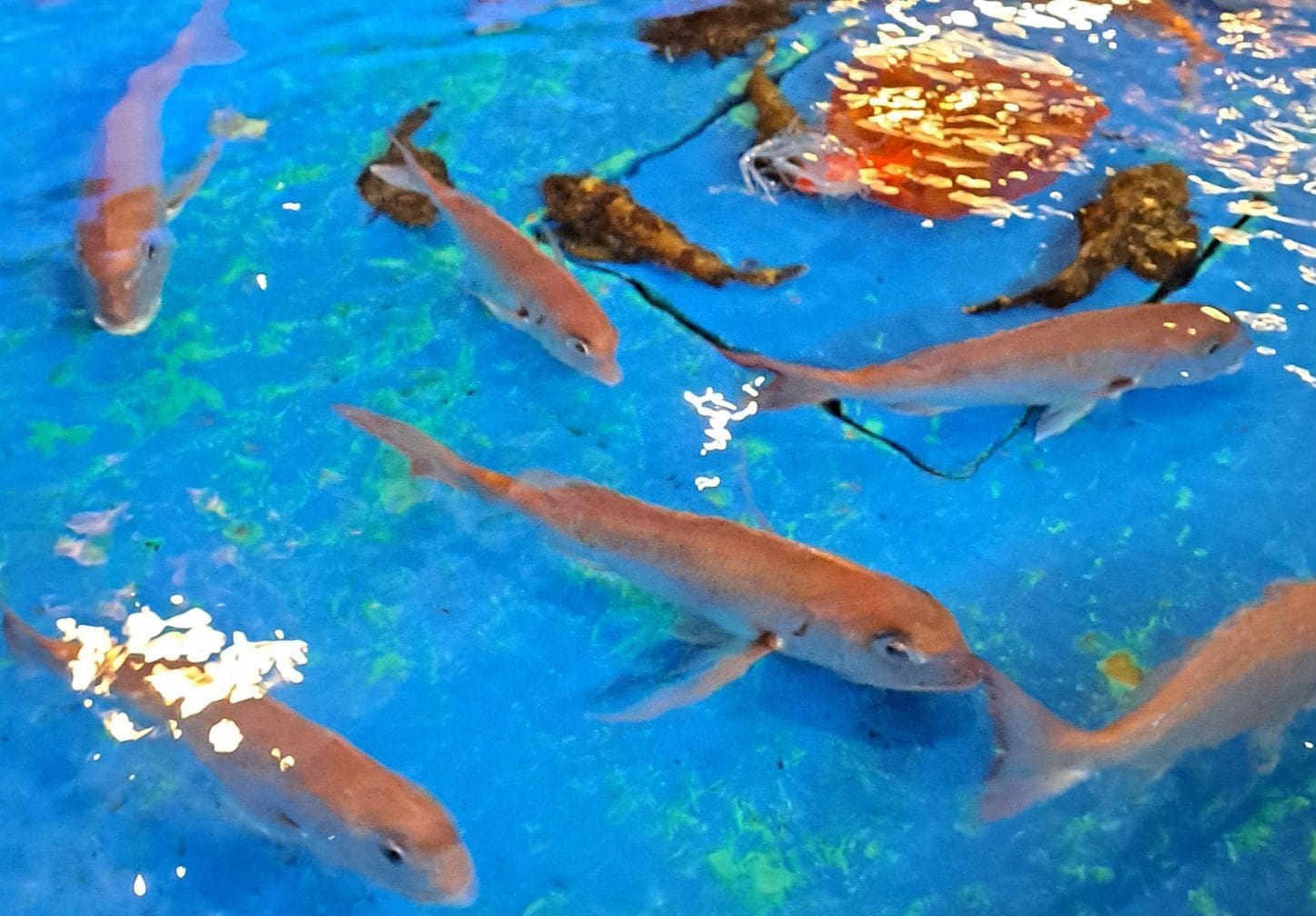 民宿かつらの生簀