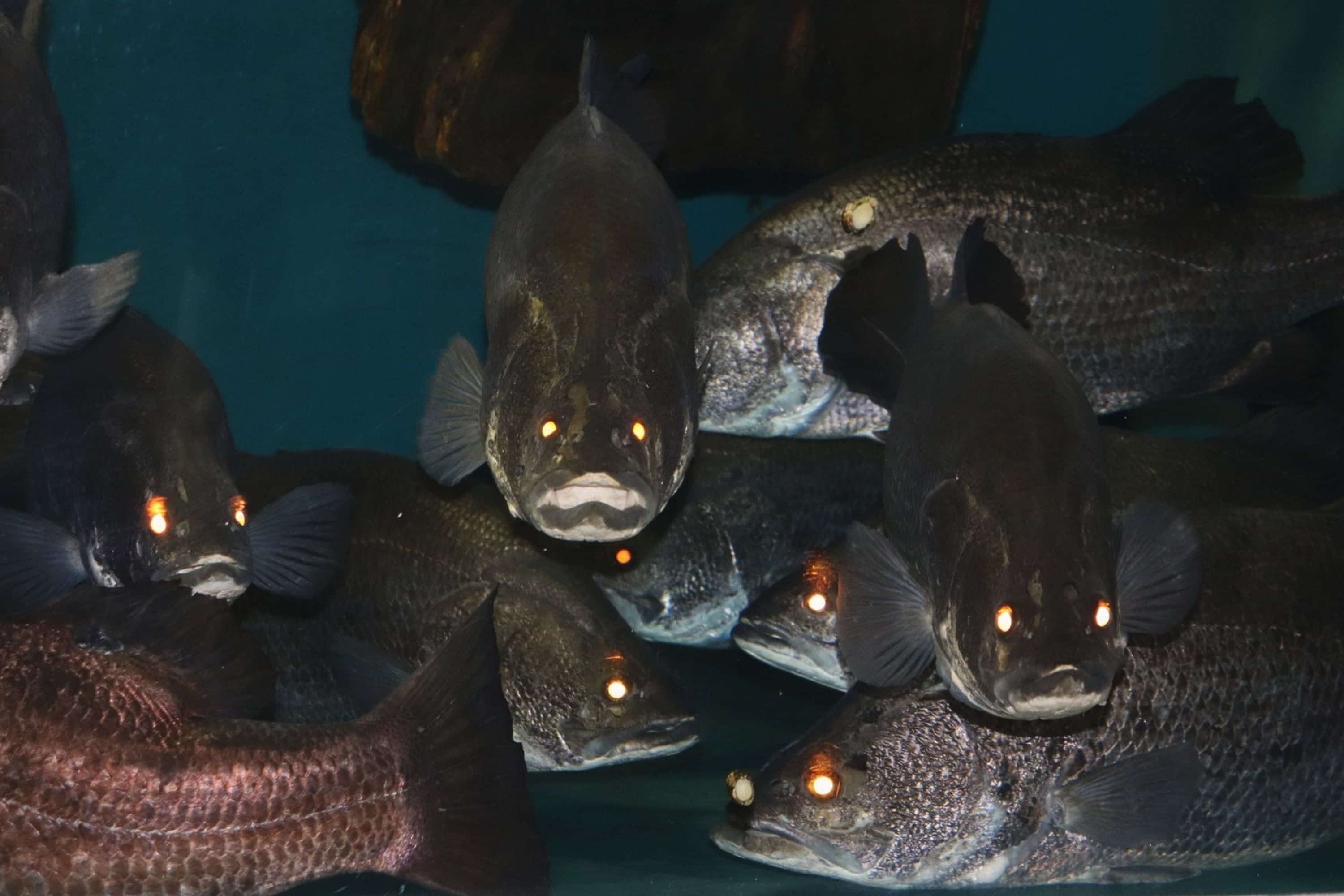 桂浜水族館のアカメ群生