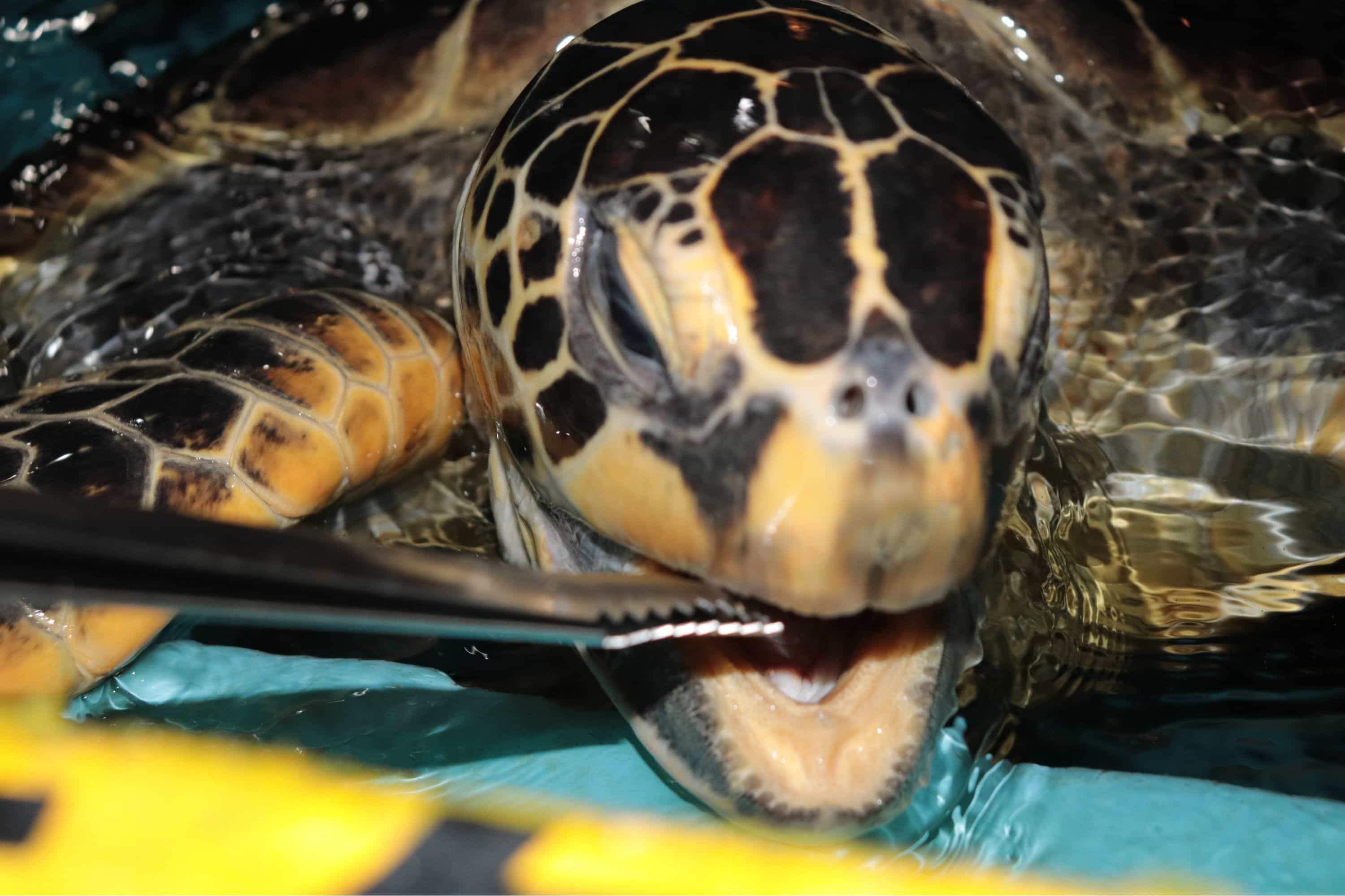 桂浜水族館げカメにえさやり