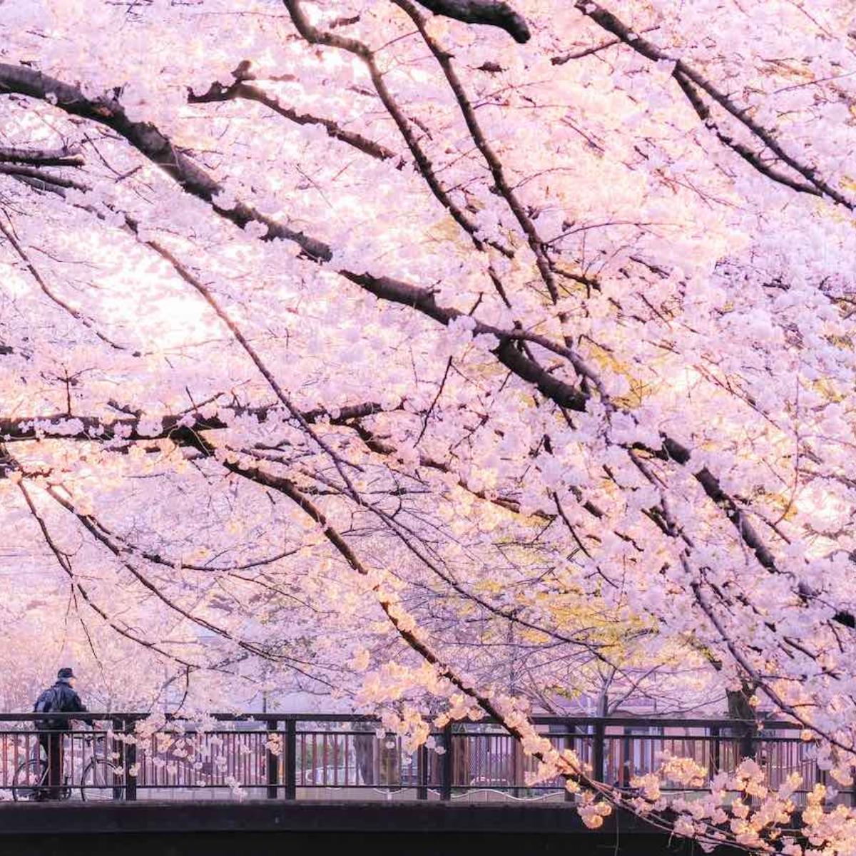 お茶席に、観劇に 上品な桜ピンクの付け下げ お茶会コーデ👘 着物はピンクの付け下げ この季節はやっぱり