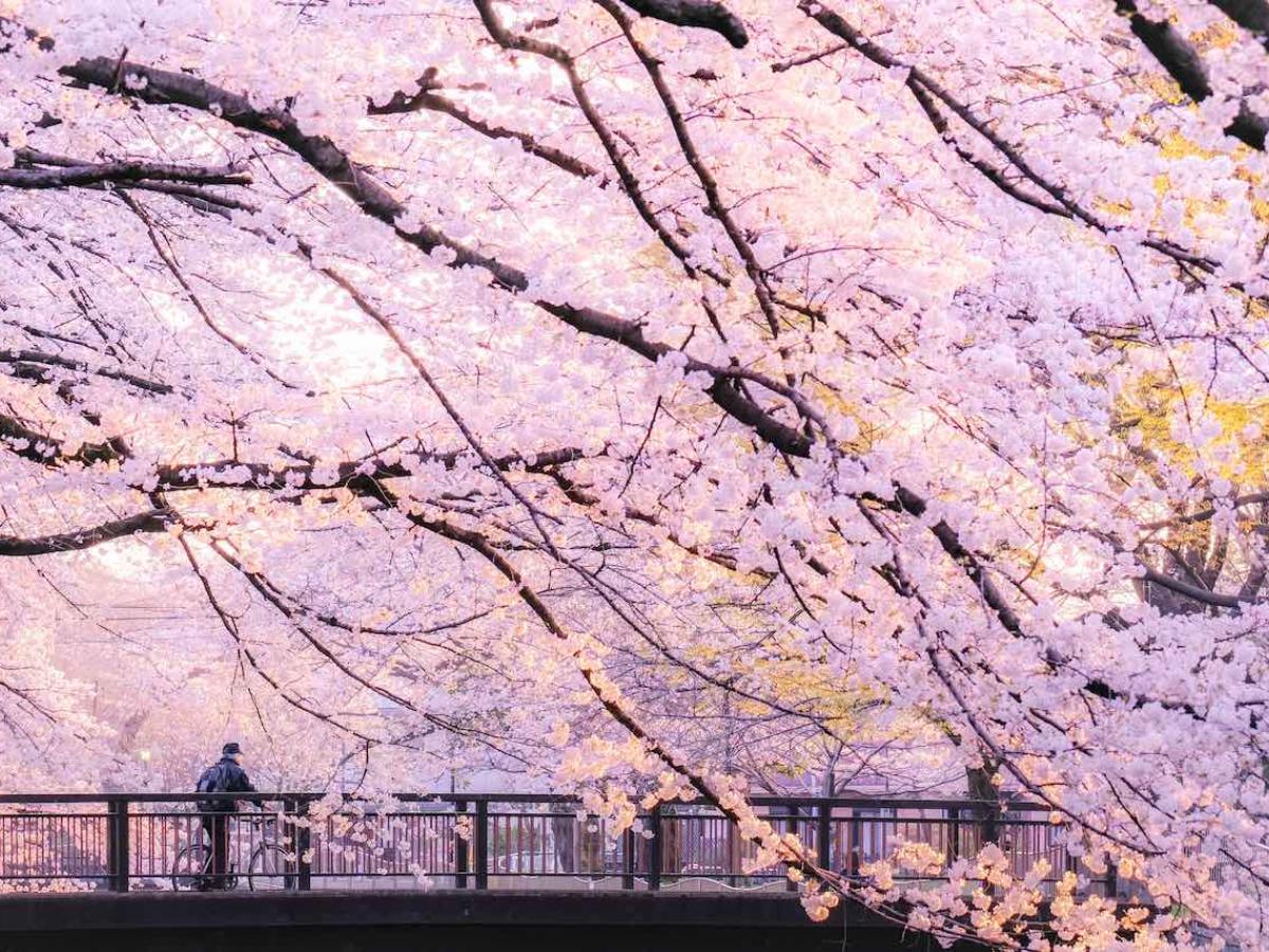 東京で見る桜の絶景】都内の桜名所&穴場18選 2025年行きたいお