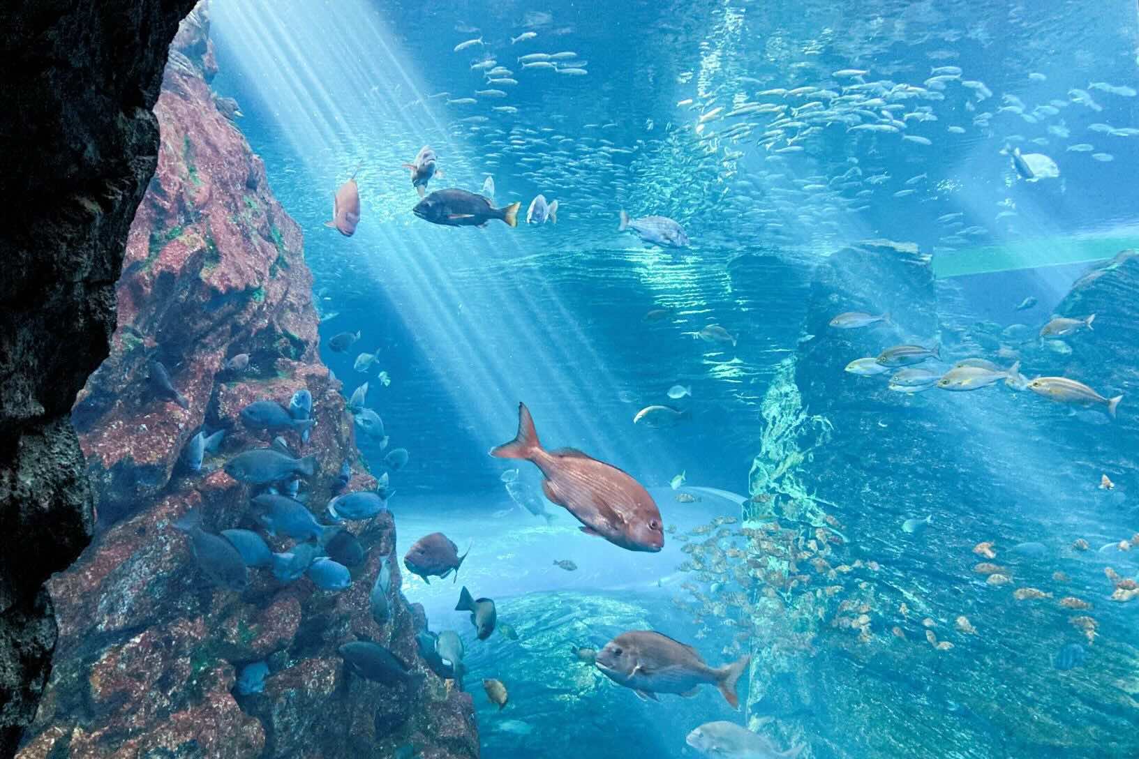 UMIGATARI 大型水槽