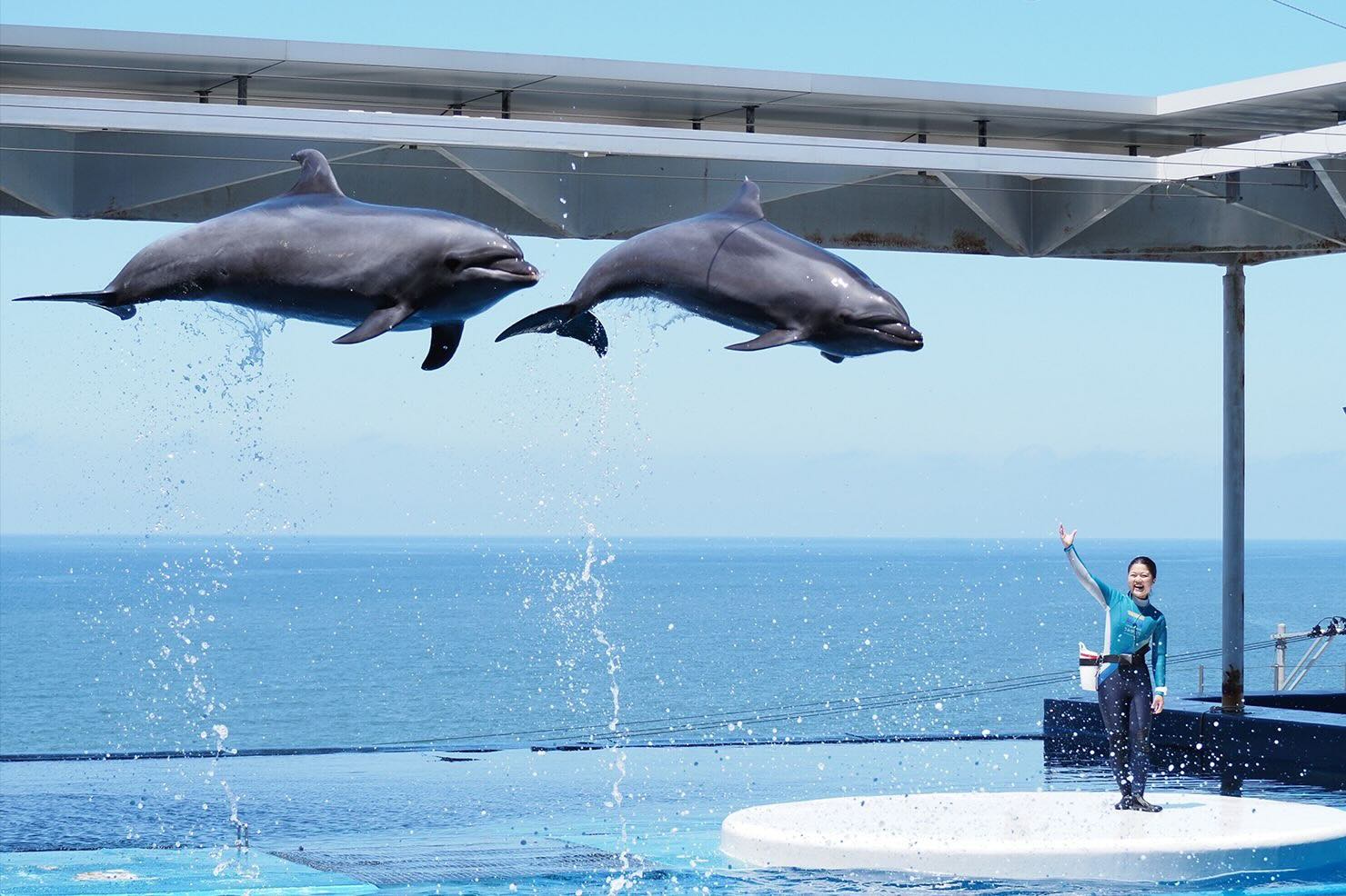 UMIGATARI 海豚表演