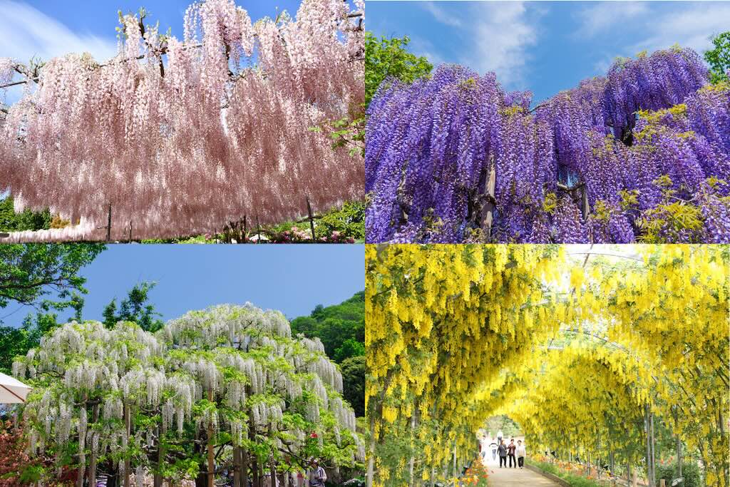 藤の種類によって開花時期が異なります