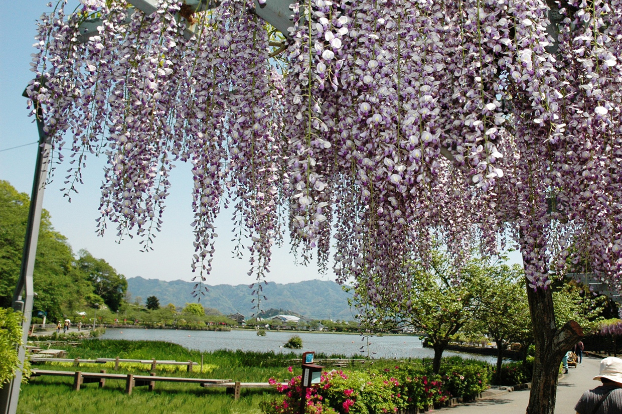 自然の移ろいを楽しむ蓮華寺池公園 ふじえだ東海道まちあるき