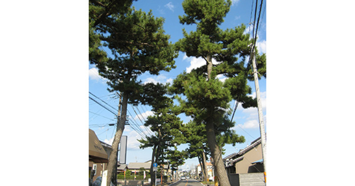 旧東海道の松並木（上青島地区）｜ふじえだ東海道まちあるき