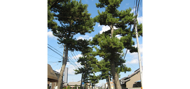 旧東海道の松並木（上青島地区）｜ふじえだ東海道まちあるき