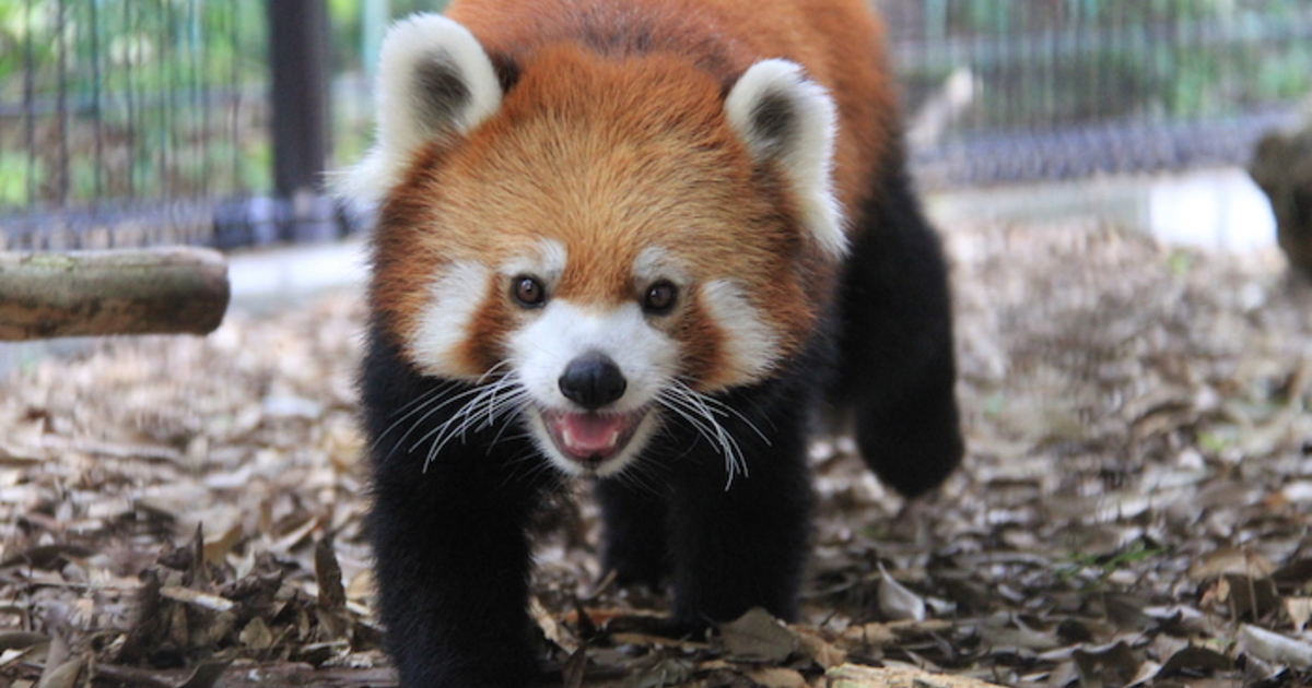 静岡市立 日本平動物園｜しずおか東海道まちあるき