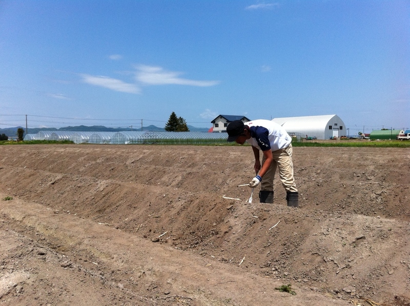 グリーンアスパラとグリーン 生ホワイトアスパラガス とみたメロンハウス