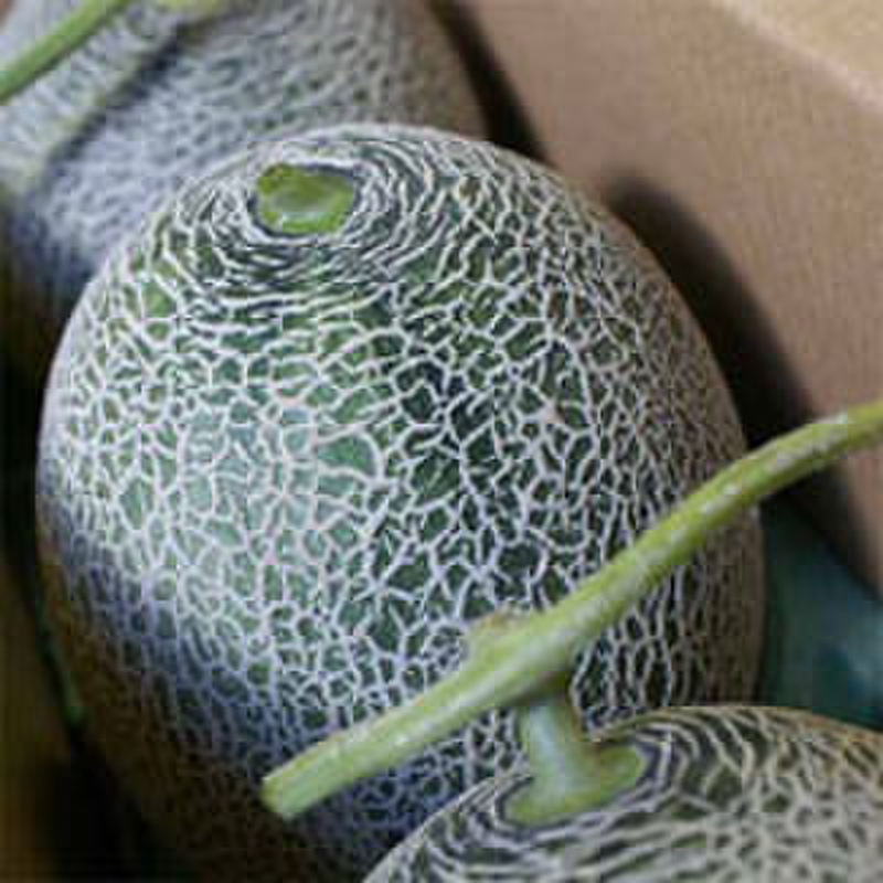 ハネメロン 4㎏ (送料込み) | とみたメロンハウス