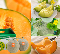 赤肉＆青肉メロン8kg詰4玉入 | とみたメロンハウス