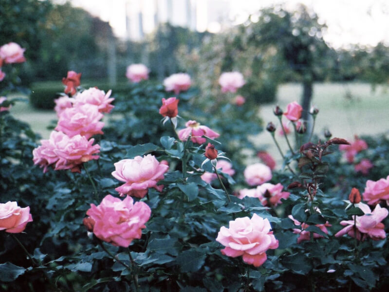 バラの花言葉 本数や色で異なるバラの花言葉まとめ バラの花に込められたメッセージと合わせて気持ちを伝えよう Torothy トロシー