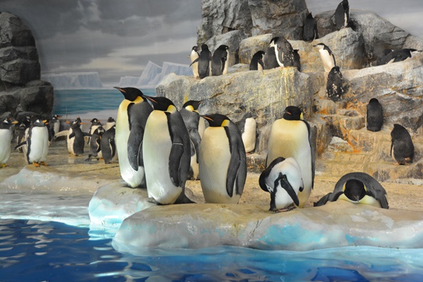 名古屋港水族館ペア入館券 名古屋港水族館 みんなの得トクひろば 中部電力ミライズ公式 最新プレゼント情報