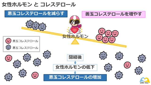 女性ホルモンとコレステロール