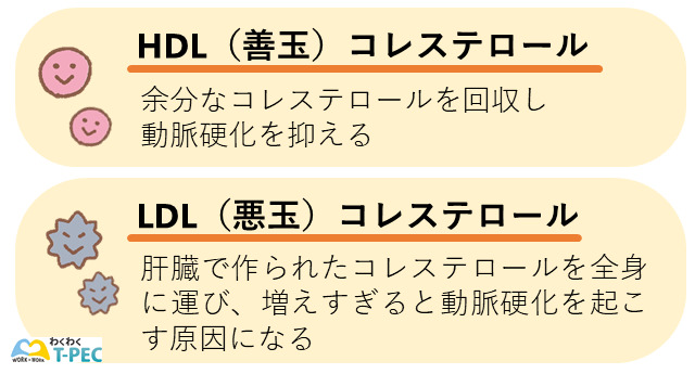 HDLコレステロールとLDLコレステロール