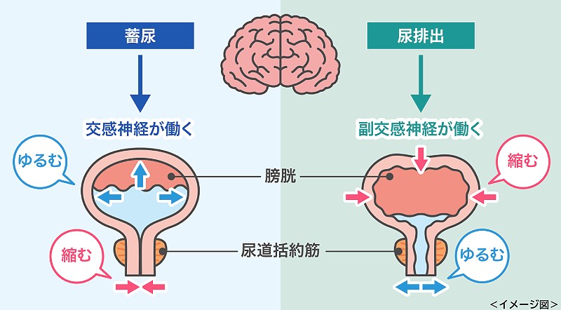 排尿のメカニズム