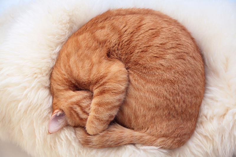感情表現だけじゃない！ネコちゃんのしっぽの役割