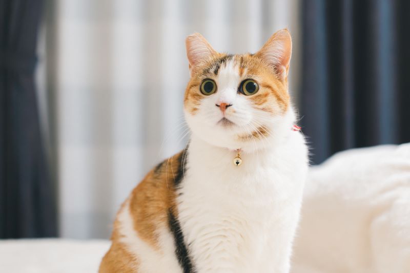 しっぽ以外にネコちゃんの感情が表れる場所
