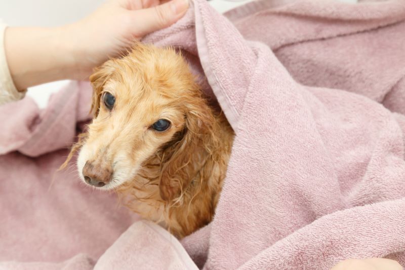 タオルで水分を取り、ドライヤーで乾かす