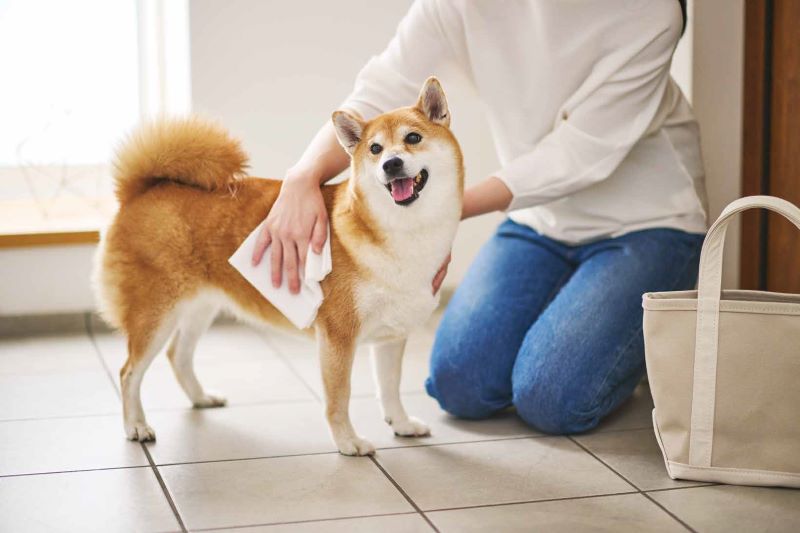 ワンちゃんがシャンプーを嫌がるときはどうする？