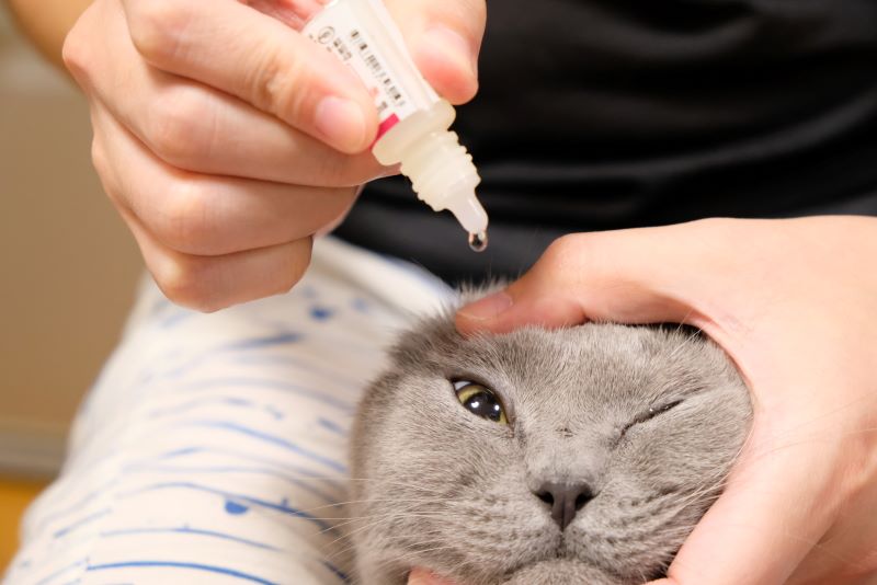 ネコちゃんに目薬をさす手順