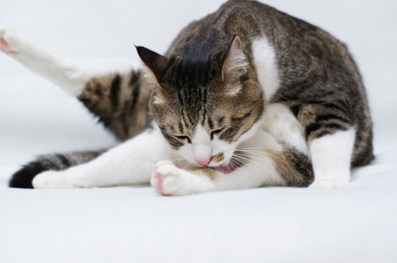 ネコちゃんにシャンプーは必要？