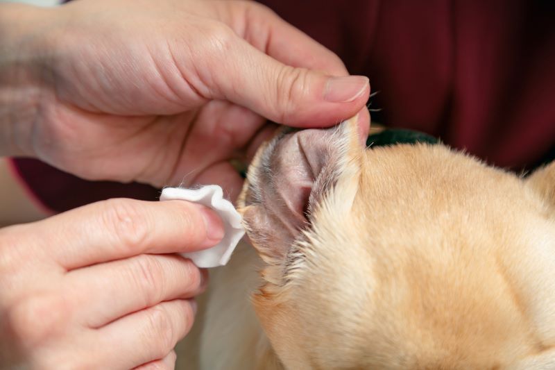 自宅でワンちゃんの耳掃除をする手順