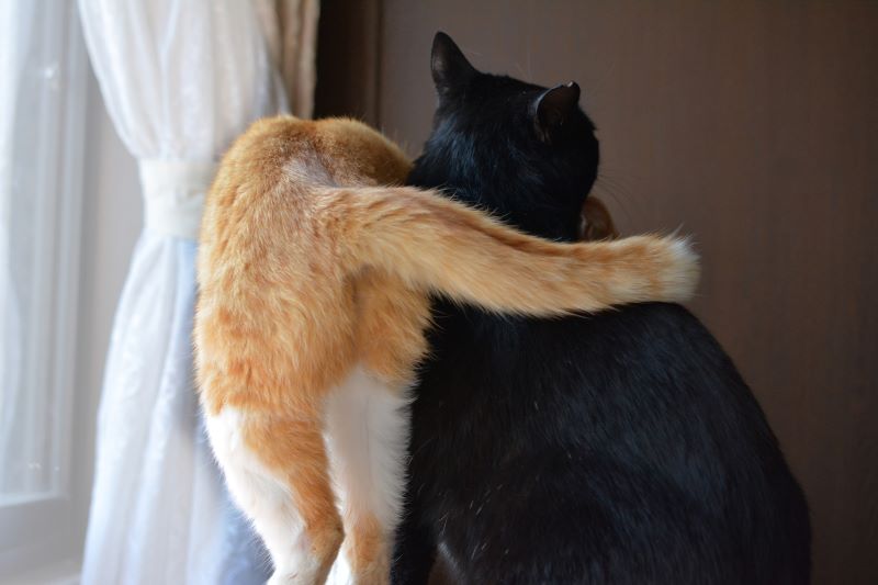 ネコちゃんがすりすりする理由