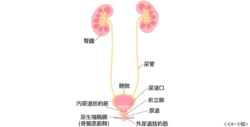 おしっこの役割は体内の不要なものを排出すること