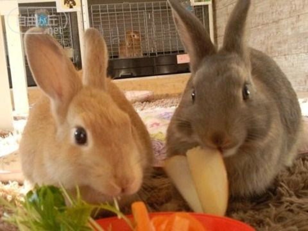 10月日程アンケート実施中 うさぎカフェでまったり 癒されよう 下北沢 トリッピース