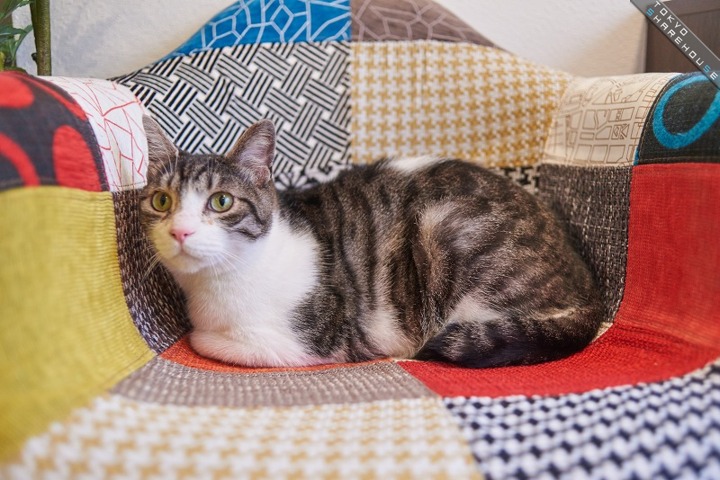 562 ごろにゃ 四谷 東京シェアハウス