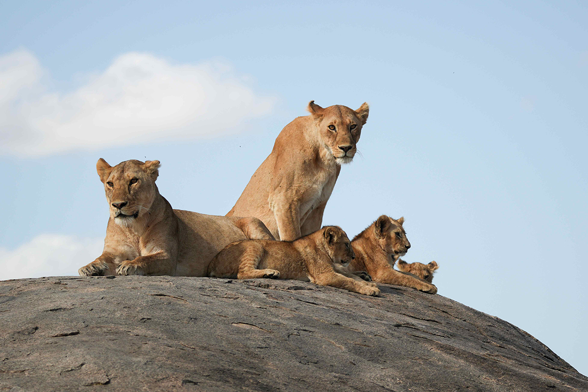 【車勢星聞】《上山吧！台灣隊》非洲與獅子、獵豹、鬣狗比鄰而居。（圖：三立提供） 