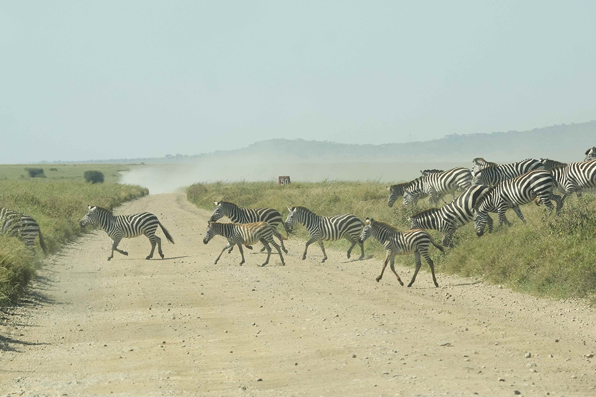 【車勢星聞】《上山吧！台灣隊》非洲與獅子、獵豹、鬣狗比鄰而居。（圖：三立提供） 