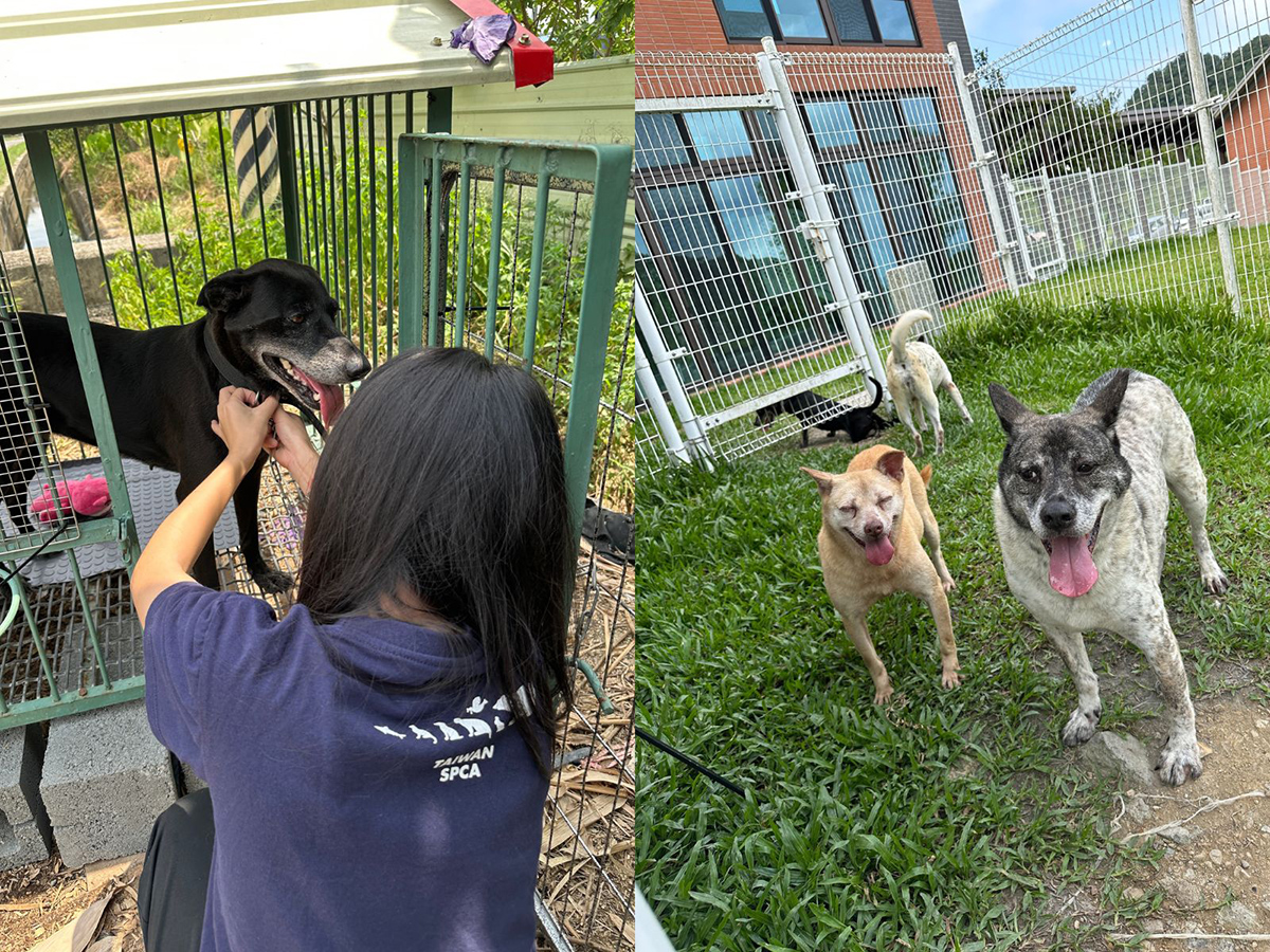 【車勢星聞】法國皇家擴大公益規模，今年與Taiwan SPCA 台灣防止虐待動物協會合作，落實「尊重生命，終養不棄養」的理念。