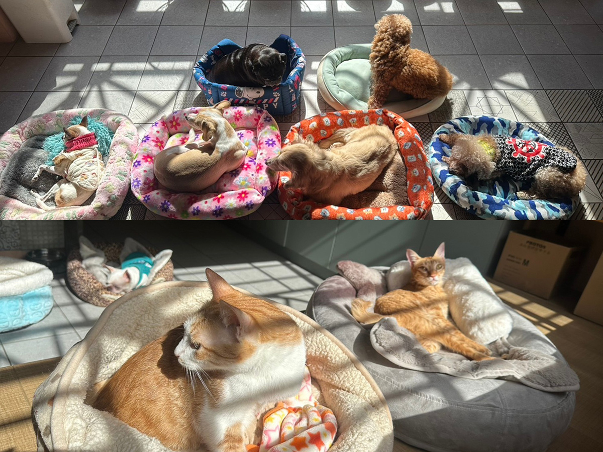 【車勢星聞】法國皇家「糧心助浪」公益捐糧活動，今年持續攜手諾亞方舟動物同樂協會，聚焦熟老齡浪浪的營養與照護需求。