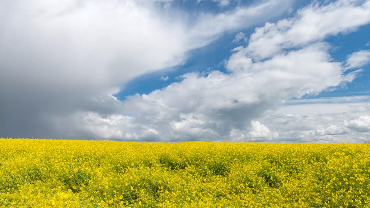 中國將油菜籽關稅從84%降至15%，這將顯著改善加拿大農民市場。