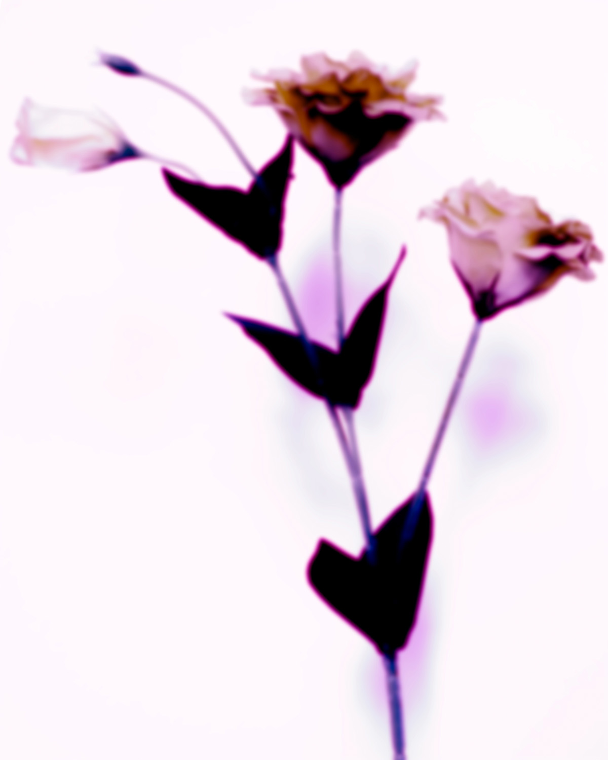 【車勢星聞】HowZ以「桔梗花」籲純潔的愛，連三首歌都有花幫襯，預告新專輯與「花」有關。(照片提供：皓室創意Light House)