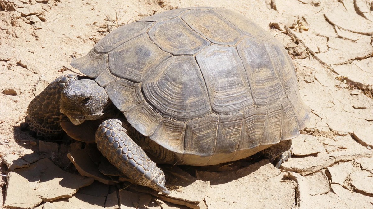 加州莫哈維沙漠有不少陸龜因越野玩家飆沙而喪命。