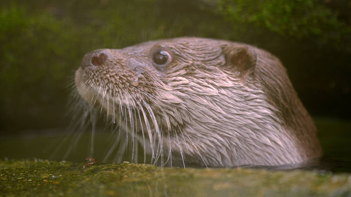 【車勢星聞】如今金門的水獺族群數量日益稀少，目前僅存不到200隻，被列為台灣野生動物保育法第一級瀕臨絕種野生動物。(圖/三立提供 )