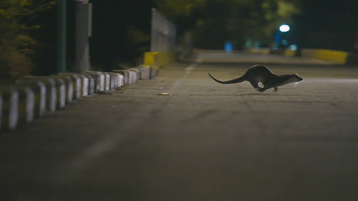 【車勢星聞】如今金門的水獺族群數量日益稀少，目前僅存不到200隻，被列為台灣野生動物保育法第一級瀕臨絕種野生動物。(圖/三立提供 )