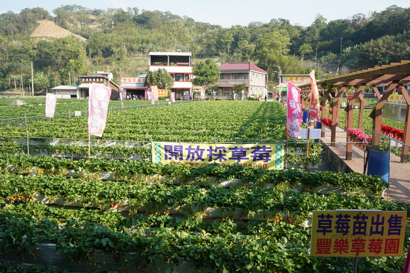 碩大的草莓園可讓大人小孩一同體驗採果樂趣