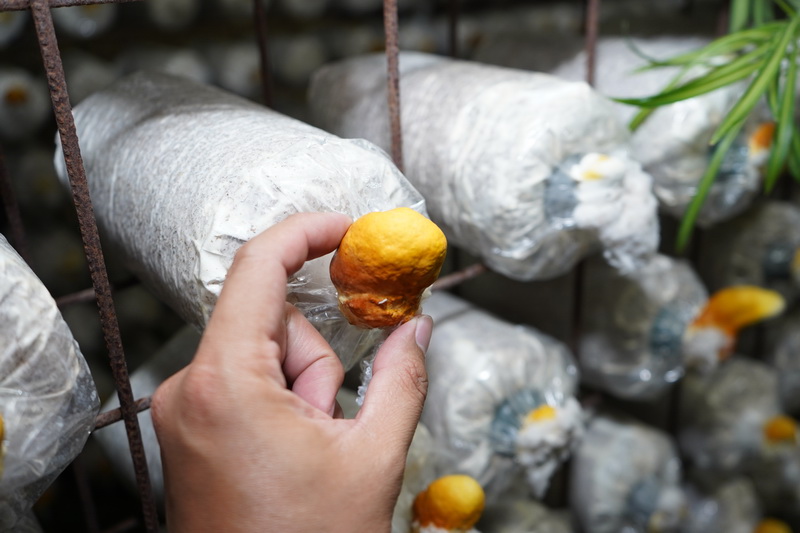 還可體驗DIY種菇、採菇的樂趣,帶著一家大小來此地遊玩皆有合適活動滿足不同年齡層的需求