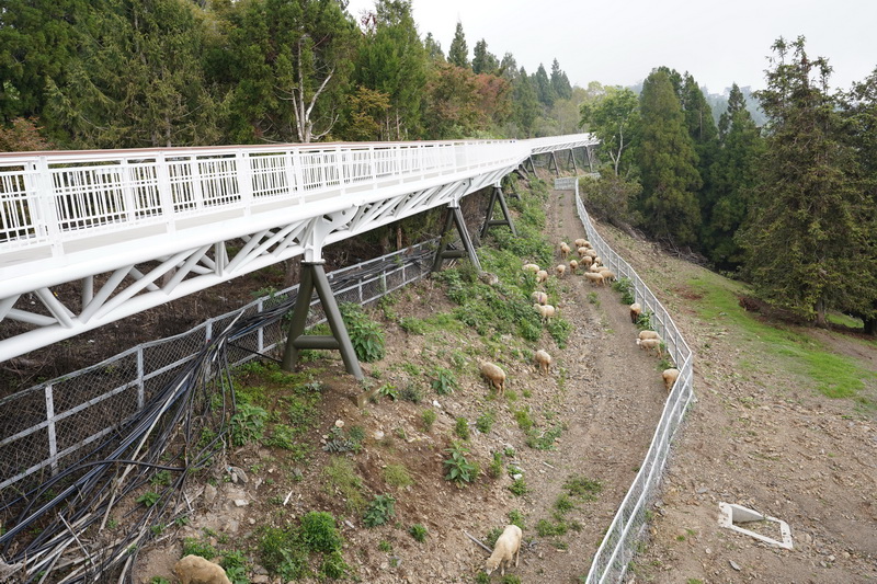 走在上頭除可欣賞羊群吃草外還可瞭望奇萊山、能高山、合歡山等中央山脈山景