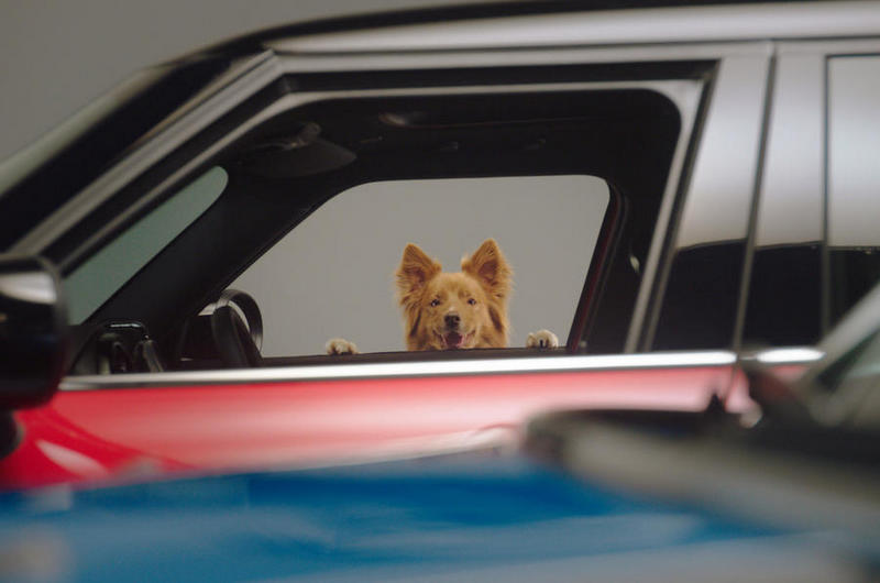 Mini與英國Dogs Trust狗福利機構合作推廣狗安全旅行。