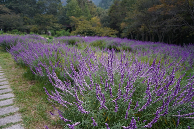 9月至10月這段期間正好是墨西哥鼠尾草與杭菊的盛開季節